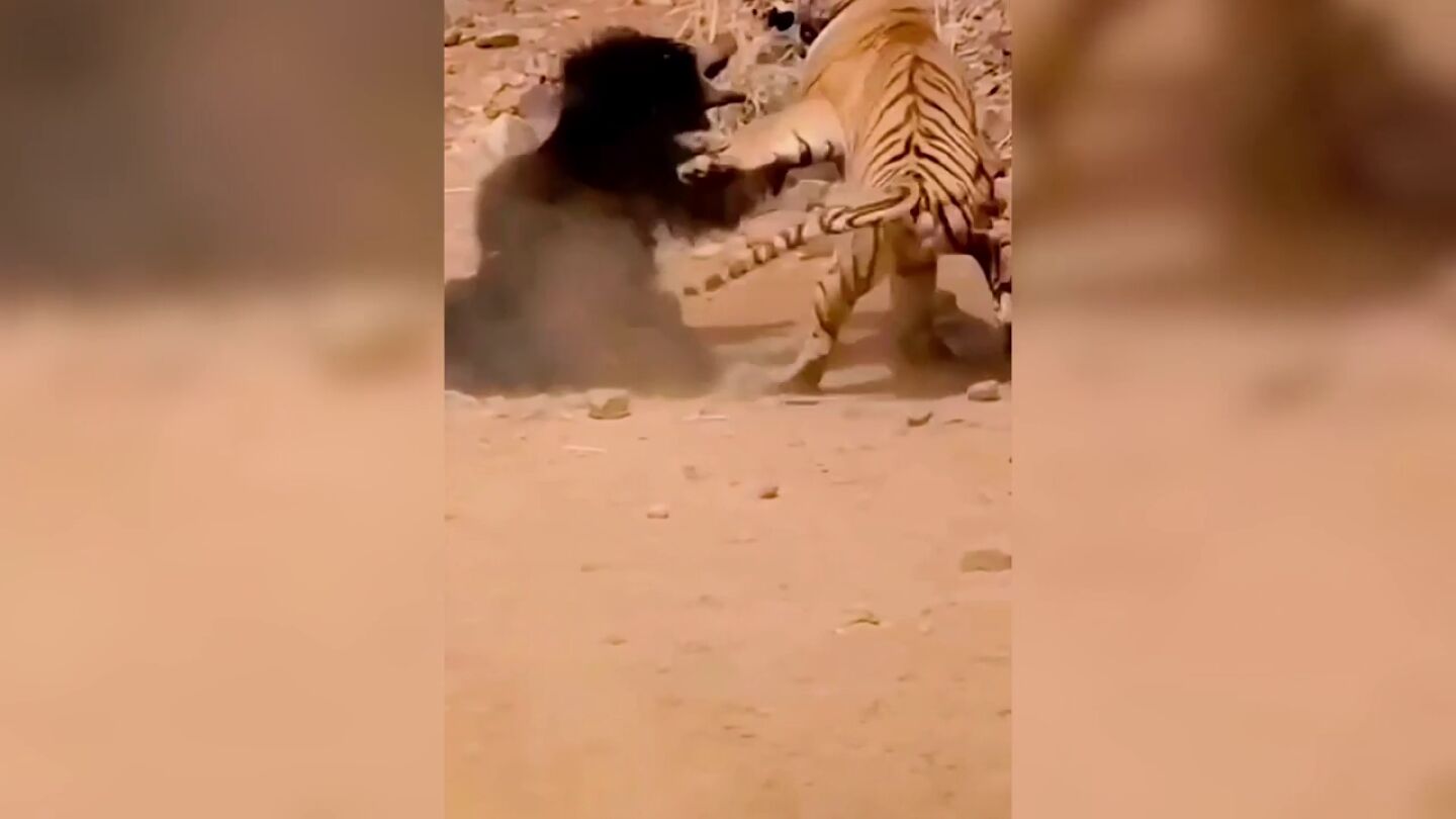 El incre&iacute;ble enfrentamiento entre un tigre un oso en la India