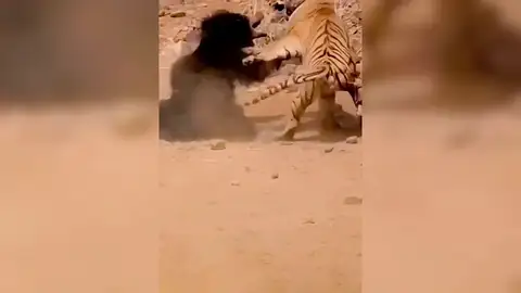 El increíble enfrentamiento entre un tigre un oso en la India El increíble enfrentamiento entre un tigre un oso en la India