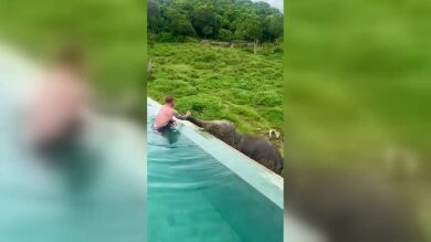 Un elefante curioso visita la piscina de un hotel en Tailandia