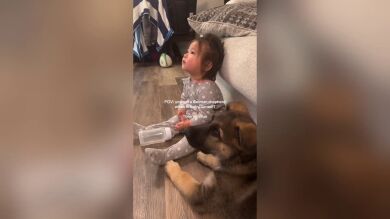 Cogieron un pastor alemán cuando su hija cumplió un año y su vida juntos es lo más bonito que verás en mucho tiempo