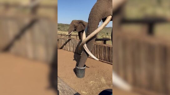 &iquest;Cu&aacute;nto tarda un elefante en beberse 20 litros de agua?