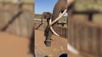 ¿Cuánto tarda un elefante en beberse 20 litros de agua?