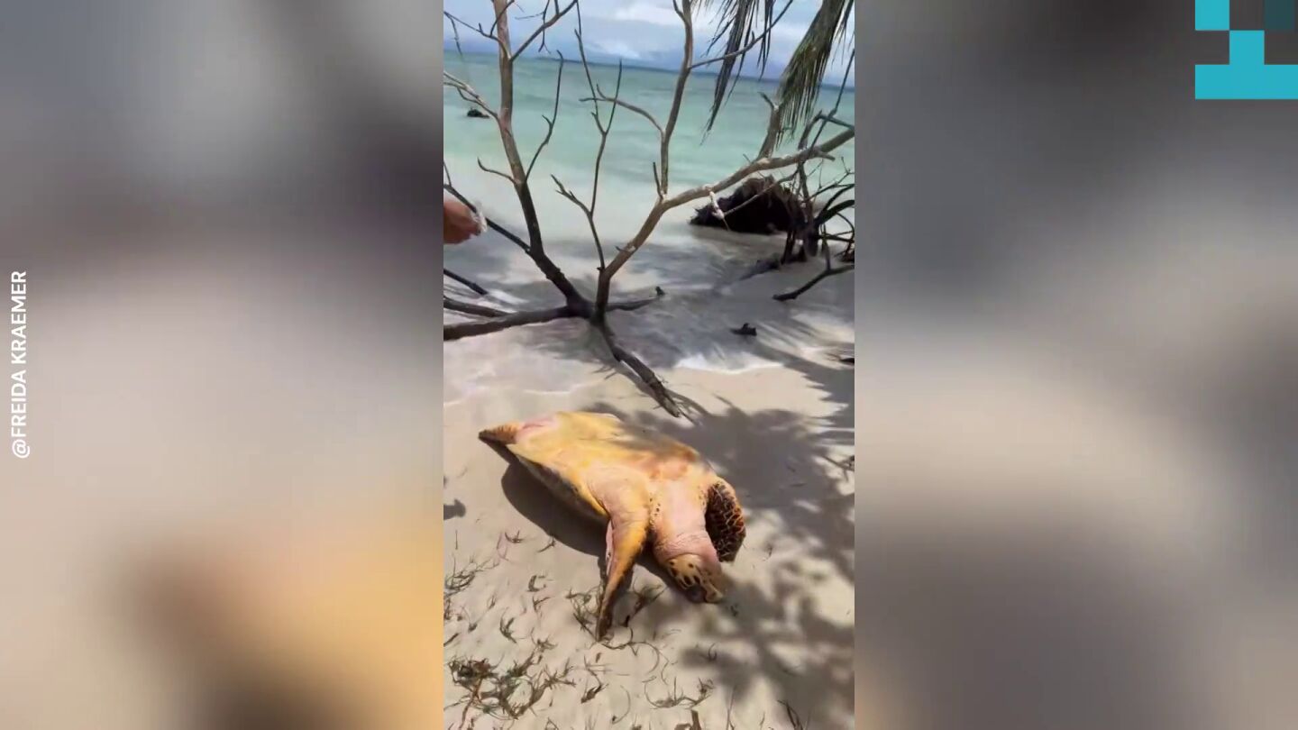 Encuentran una tortuga marina varada y le salvan la vida