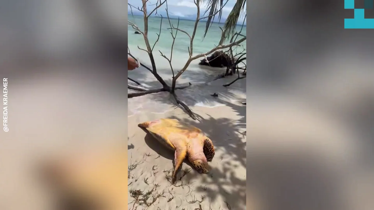 Encuentran una tortuga marina varada y le salvan la vida Encuentran una tortuga marina varada y le salvan la vida