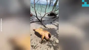 Encuentran una tortuga marina varada y le salvan la vida Encuentran una tortuga marina varada y le salvan la vida