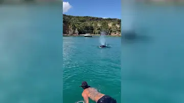 Estaba nadando en Nueva Zelanda cuando se encontró con dos órcas Estaba nadando en Nueva Zelanda cuando se encontró con dos órcas