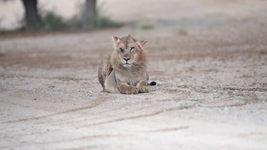 Graban en c&aacute;mara a Scar del Rey Le&oacute;n en la vida real