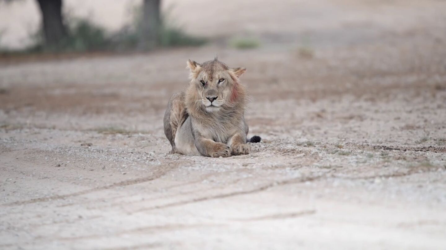 Graban en c&aacute;mara a Scar del Rey Le&oacute;n en la vida real