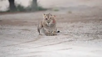 Graban en cámara a Scar del Rey León en la vida real Graban en cámara a Scar del Rey León en la vida real