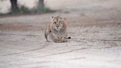 Graban en cámara a Scar del Rey León en la vida real