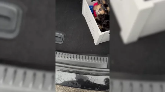 Abre el maletero del coche y su hijo le da la sorpresa de su vida Abre el maletero del coche y su hijo le da la sorpresa de su vida