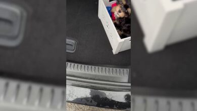 Abre el maletero del coche y su hijo le da la sorpresa de su vida