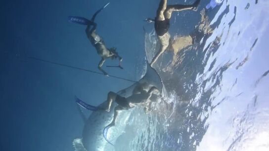 Una ballena jorobada es liberada tras quedar enganchada en el fondo marino en un dram&aacute;tico rescate oce&aacute;nico