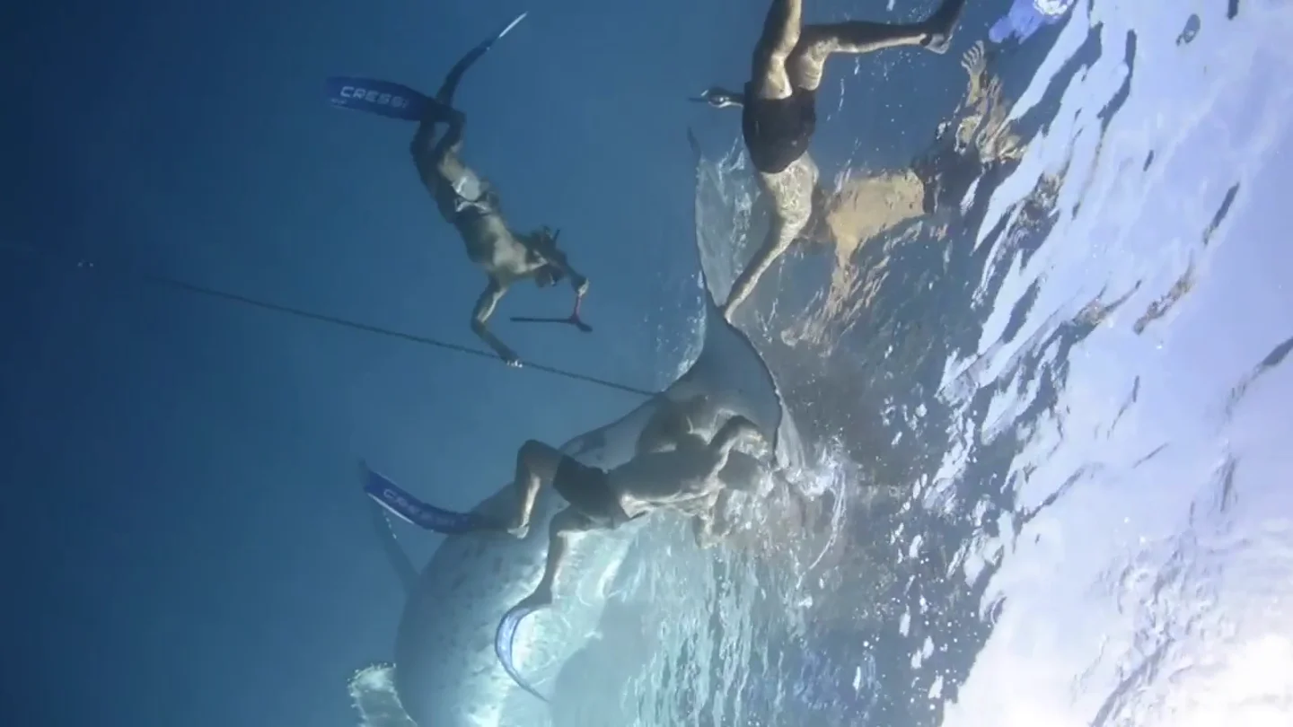 Una ballena jorobada es liberada tras quedar enganchada en el fondo marino en un dramático rescate oceánico Una ballena jorobada es liberada tras quedar enganchada en el fondo marino en un dramático rescate oceánico