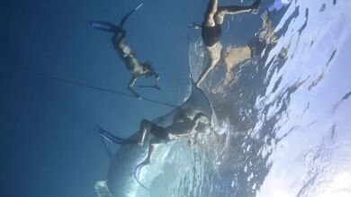Una ballena jorobada es liberada tras quedar enganchada en el fondo marino en un dramático rescate oceánico