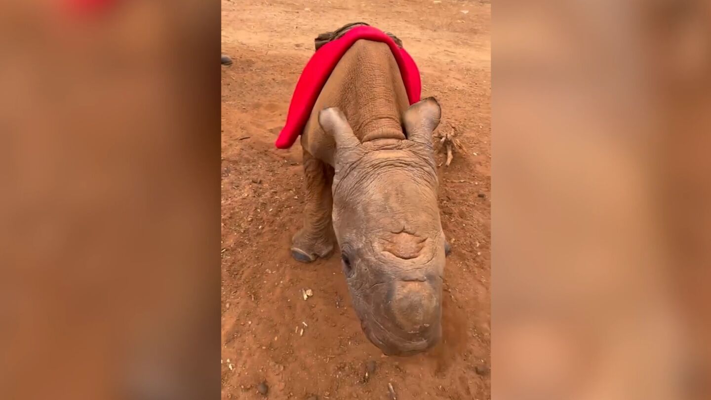 RInoceronte beb&eacute; rescatado en Kenia