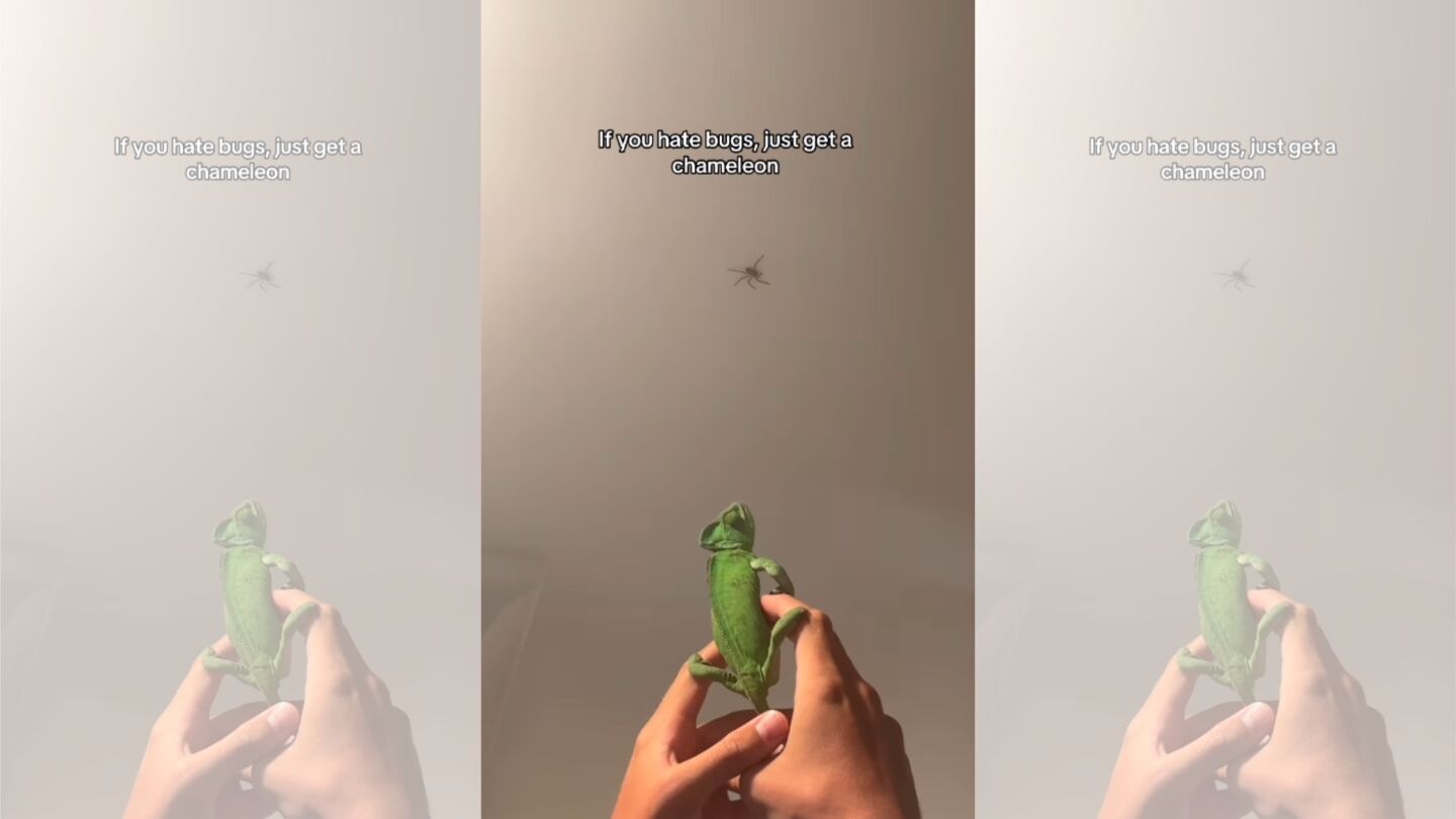 Camale&oacute;n contra insectos
