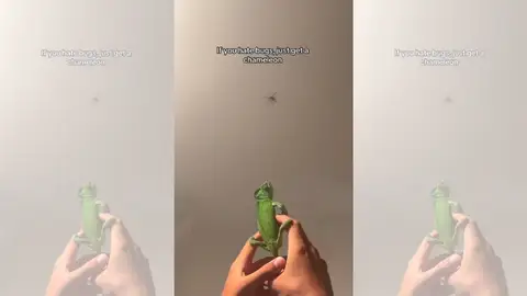 Camaleón contra insectos Camaleón contra insectos