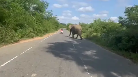 Elefante embiste a motorista en Sri Lanka Elefante embiste a motorista en Sri Lanka