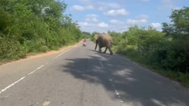 Un elefante embiste a un motorista en medio de una carretera de Sri Lanka