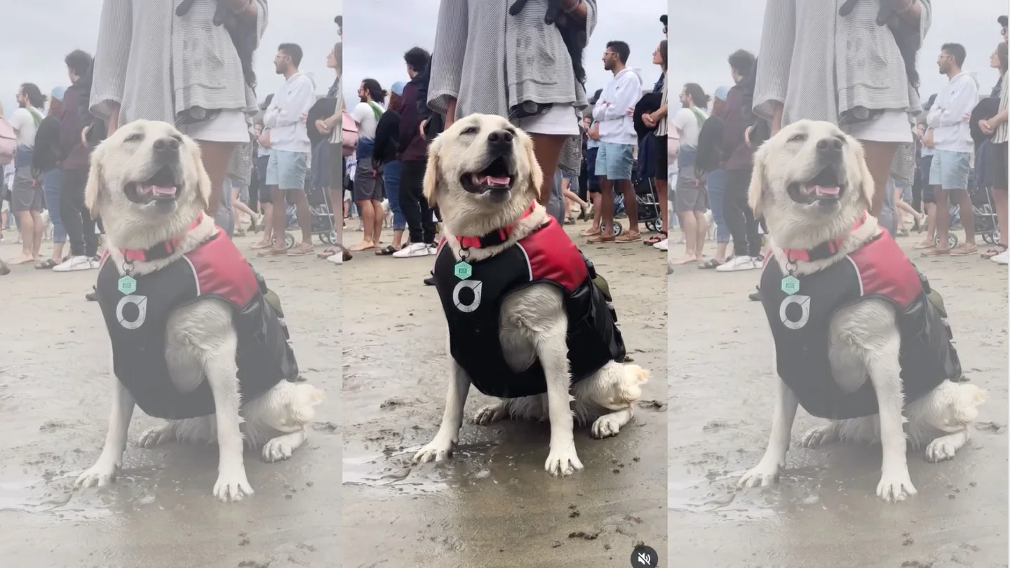 Campeonato Mundial de Surf Canino Campeonato Mundial de Surf Canino