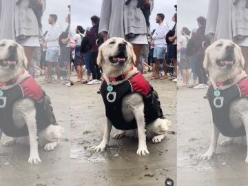 Campeonato Mundial de Surf Canino