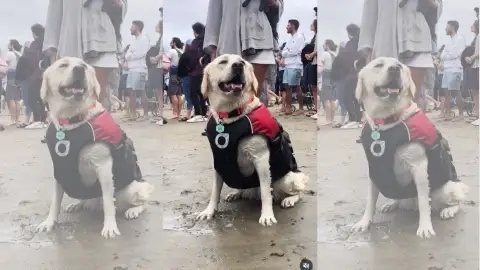 Campeonato Mundial de Surf Canino Campeonato Mundial de Surf Canino