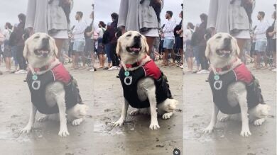 La competición de perros haciendo surf es el deporte más adorable de Estados Unidos