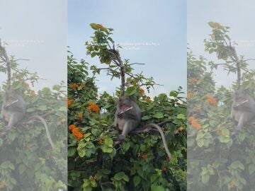 Mono escapa con el iPhone de una turista 