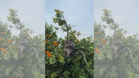 Mono escapa con el iPhone de una turista Mono escapa con el iPhone de una turista