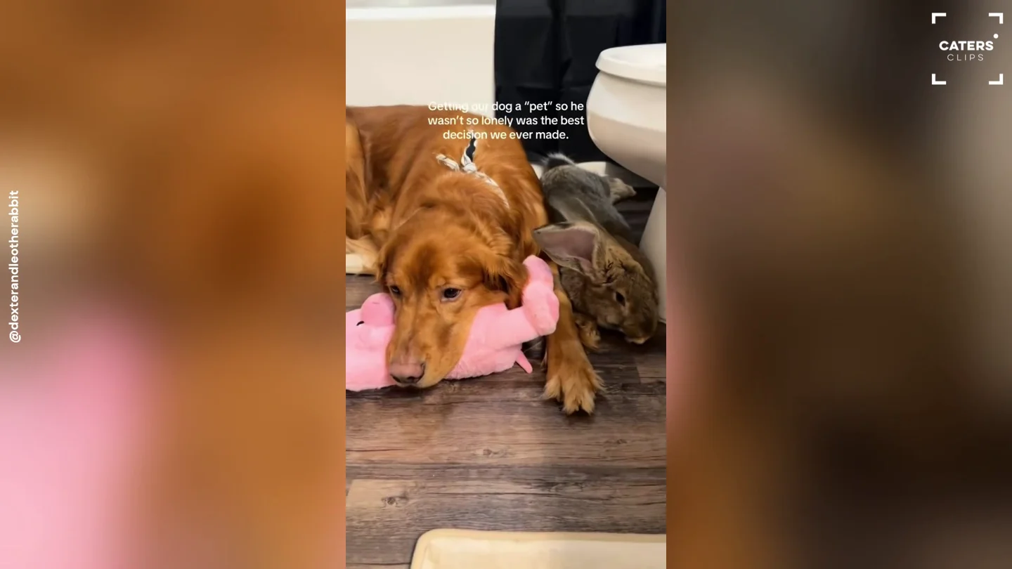 Cogen un conejo como mascota para que su perro Dexter no se sienta solo y se vuelven inseparables Cogen un conejo como mascota para que su perro Dexter no se sienta solo y se vuelven inseparables