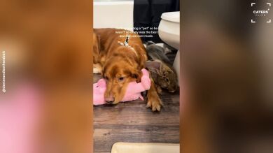 Cogen un conejo como mascota para que su perro Dexter no se sienta solo y se vuelven inseparables