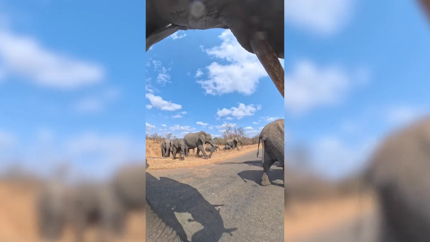 Un elefante roba una cámara y se pone a grabar Un elefante roba una cámara y se pone a grabar