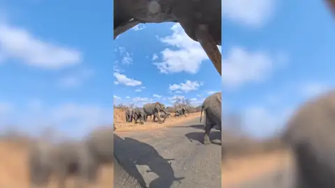 Un elefante roba una cámara y se pone a grabar Un elefante roba una cámara y se pone a grabar