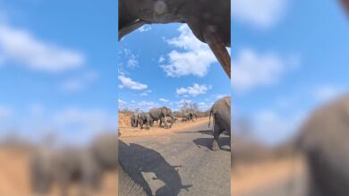 Un elefante roba una cámara y se pone a grabar