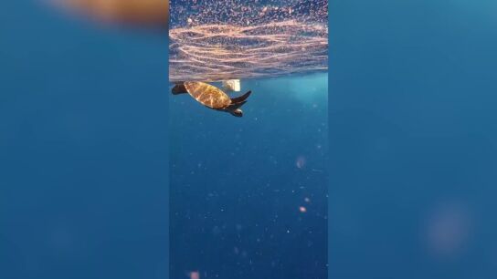 Rescatan a una tortuga y un pulpo de una muerte de pl&aacute;stico