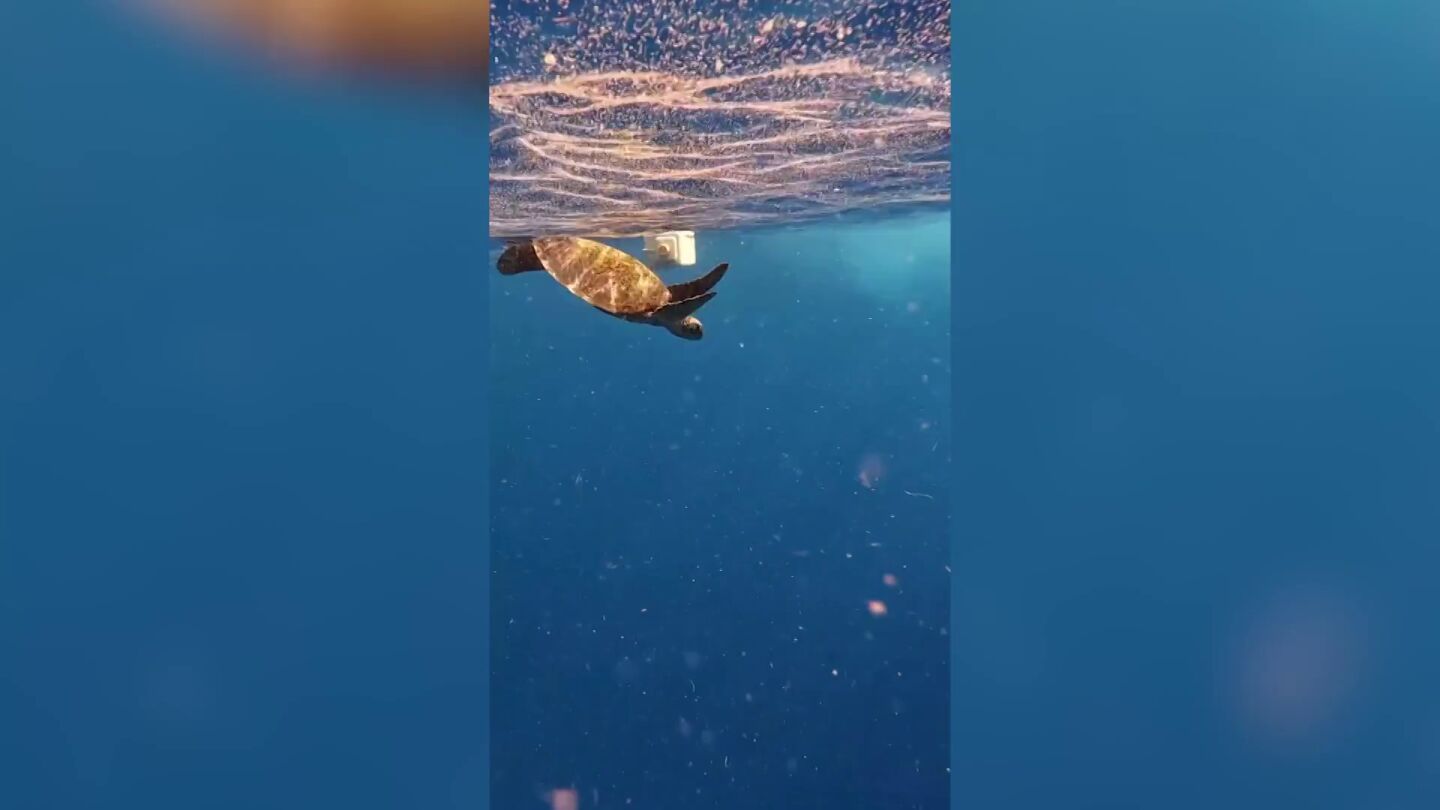 Rescatan a una tortuga y un pulpo de una muerte de pl&aacute;stico