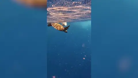 Rescatan a una tortuga y un pulpo de una muerte de plástico Rescatan a una tortuga y un pulpo de una muerte de plástico