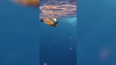 Rescatan a una tortuga y un pulpo de una muerte de plástico