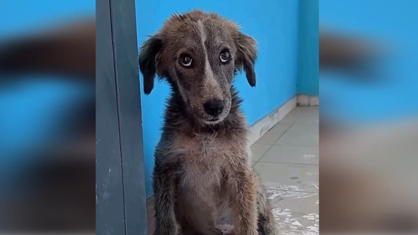 Perro abandonado y rescatado Perro abandonado y rescatado