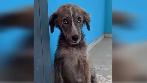 Perro abandonado y rescatado Perro abandonado y rescatado