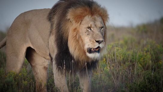 10 fascinantes datos sobre los leones que desconoc&iacute;as