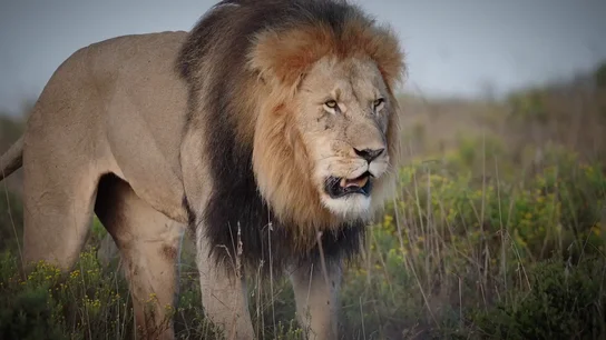 10 fascinantes datos sobre los leones que desconocías 10 fascinantes datos sobre los leones que desconocías