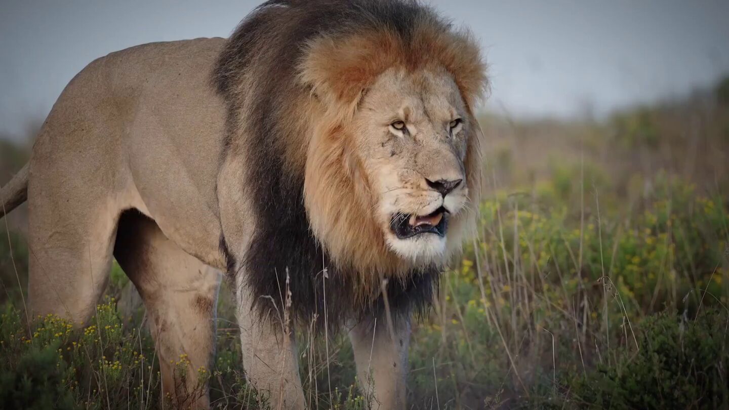 10 fascinantes datos sobre los leones que desconoc&iacute;as