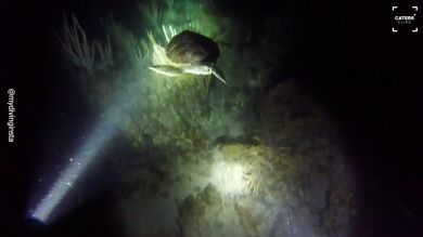 Una tortuga ataca brutalmente a un buceador