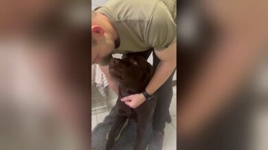 Pilla a su perro haciendo una travesura y se lleva una sorpresa al abrirle la boca