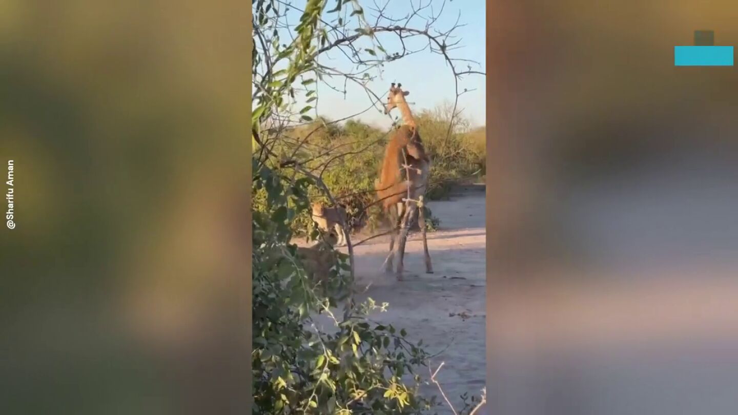La tensa persecuci&oacute;n entre un le&oacute;n y una jirafa acaba en un dram&aacute;tico final