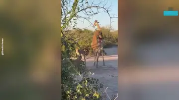 La tensa persecución entre un león y una jirafa acaba en un dramático final La tensa persecución entre un león y una jirafa acaba en un dramático final