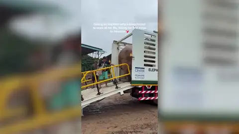 El emotivo momento en que un elefante se retira tras décadas trabajando El emotivo momento en que un elefante se retira tras décadas trabajando