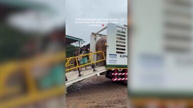 El emotivo momento en que un elefante se retira tras décadas trabajando